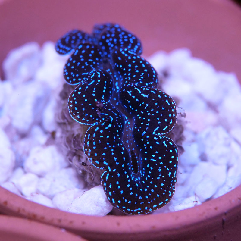 Tridacna crocea