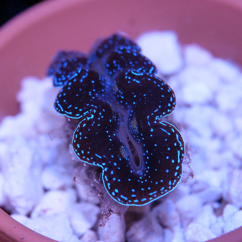 Tridacna crocea