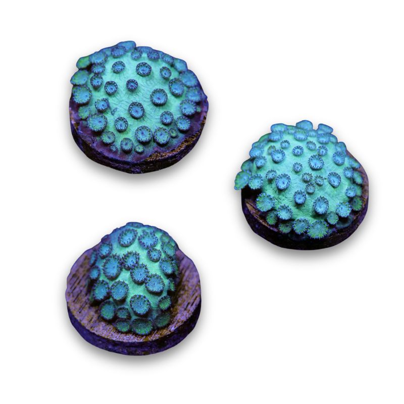 Cyphastrea sp. 'Mint'