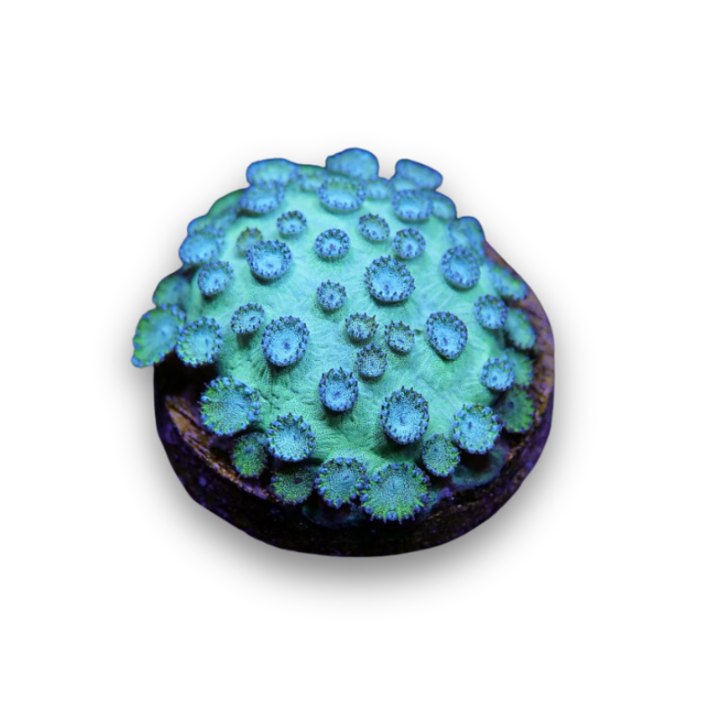 Cyphastrea sp. 'Mint'