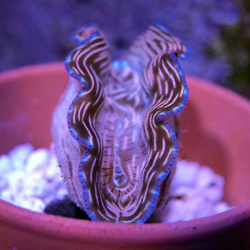 Tridacna derasa