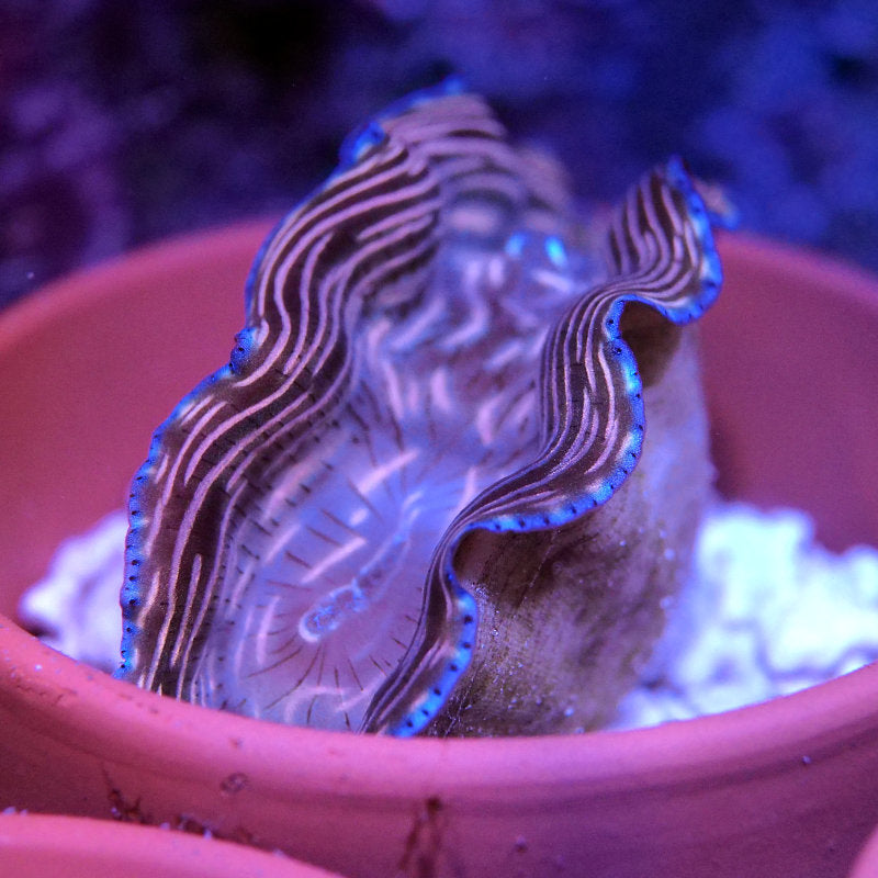 Tridacna derasa