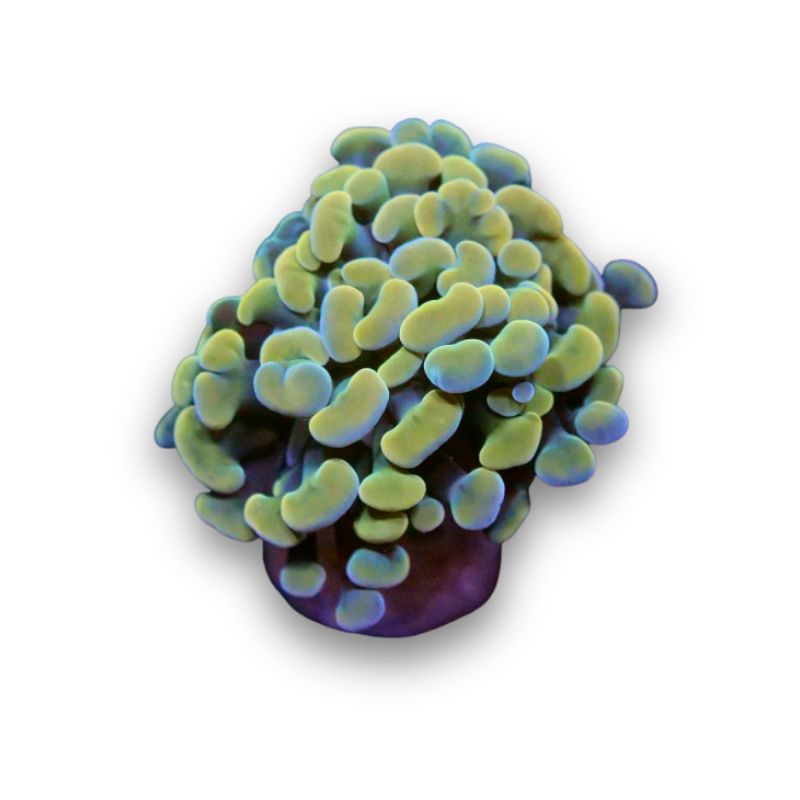Euphyllia sp. 'Golden Hammer'