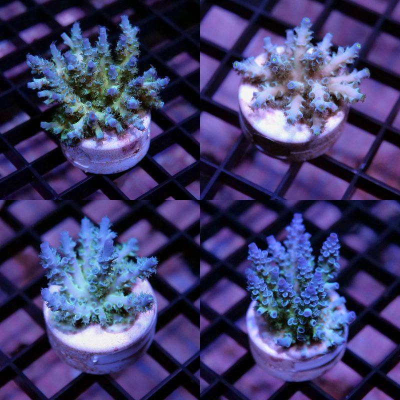 Acropora kenti - mehr Optionen anfragen