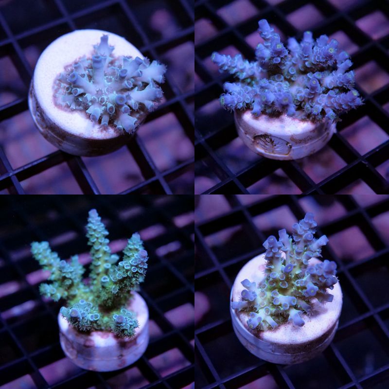 Acropora kenti - mehr Optionen anfragen