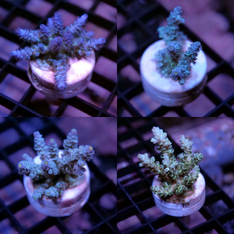 Acropora kenti - mehr Optionen anfragen