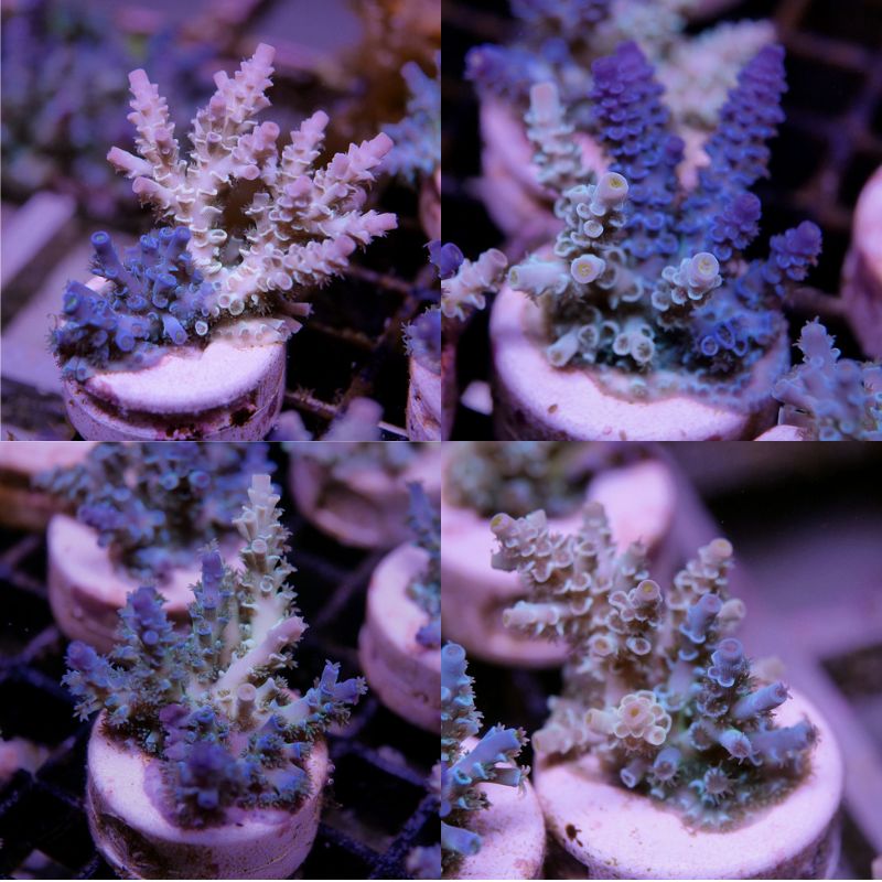 Acropora kenti - mehr Optionen anfragen