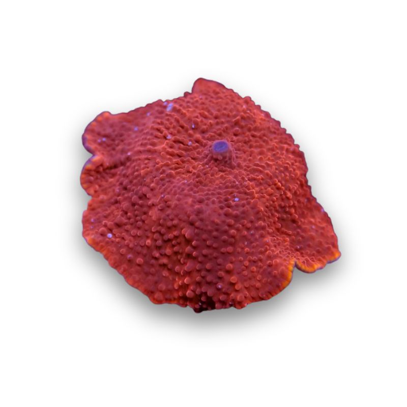 Discosoma 'Red'