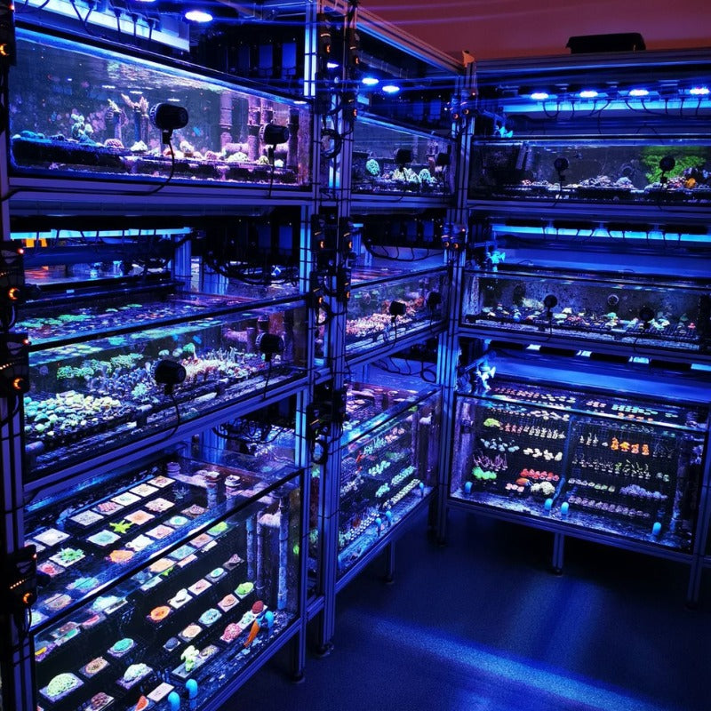 Ecotech Marine Radion XR15 G6