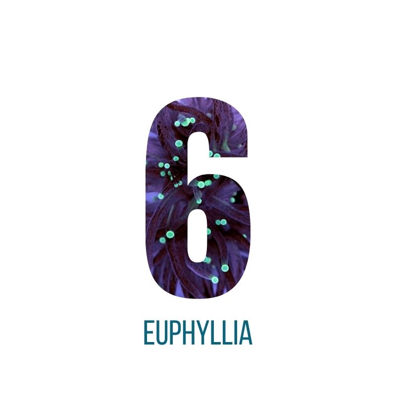 Mystery-Box Euphyllia