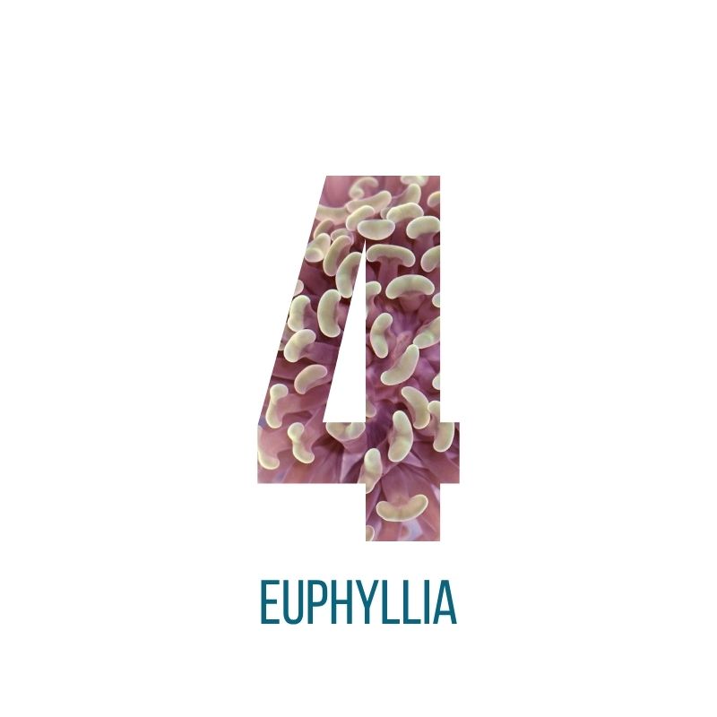 Mystery-Box Euphyllia