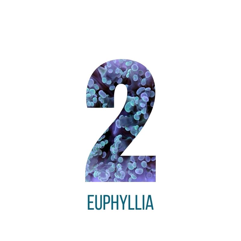 Mystery-Box Euphyllia