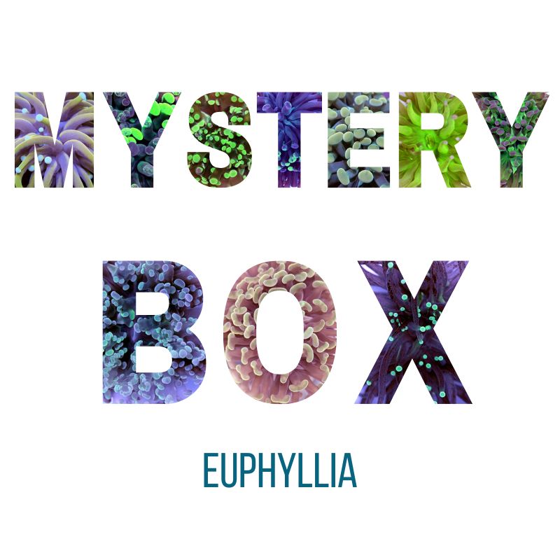 Mystery-Box Euphyllia