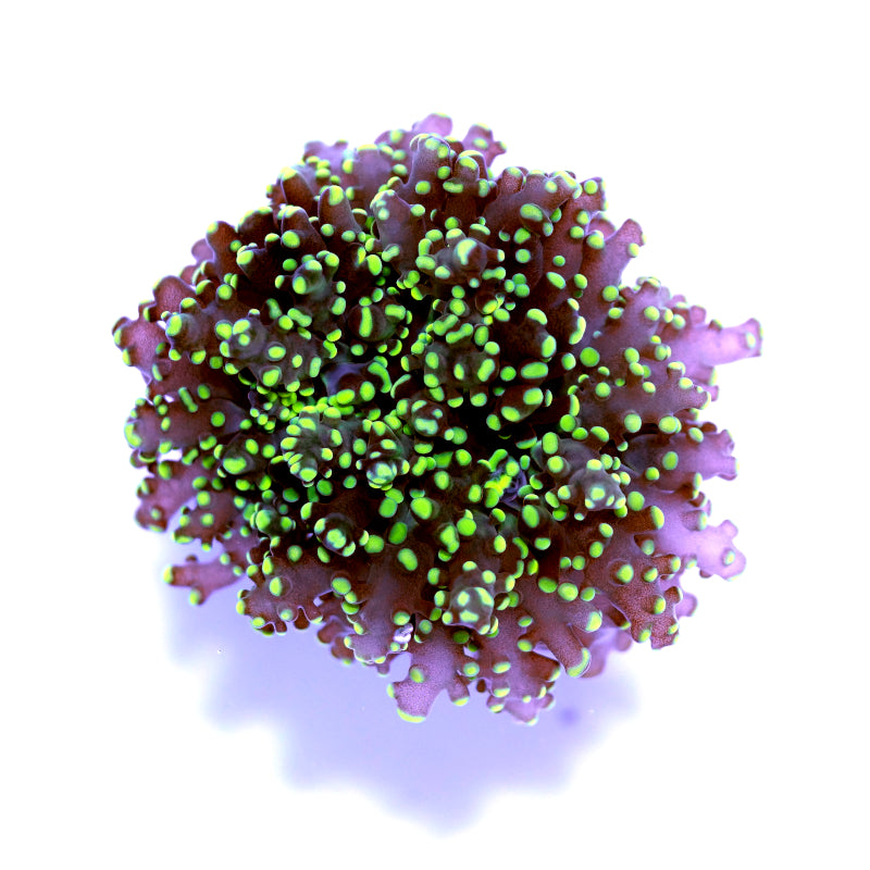 Euphyllia paradivisa