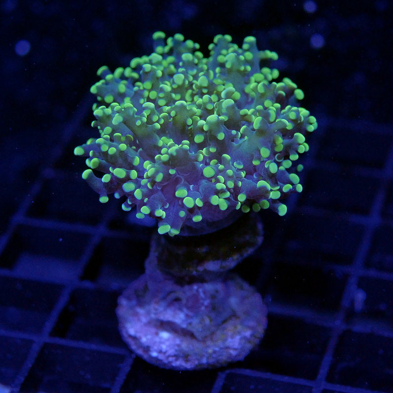 Euphyllia paradivisa