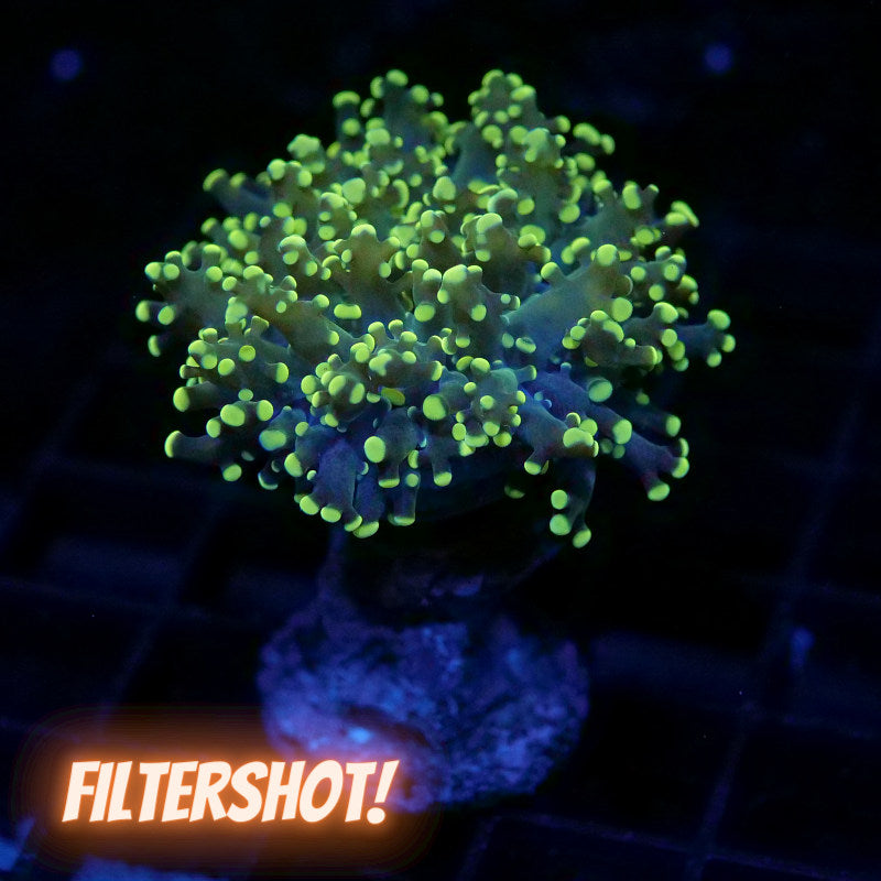 Euphyllia paradivisa