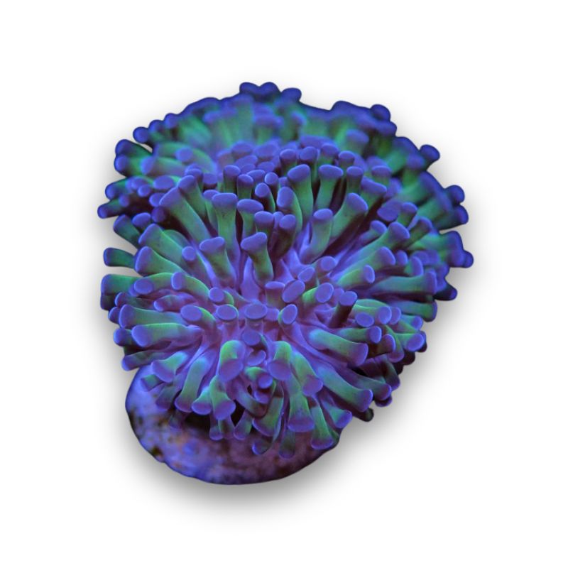 Euphyllia paraancora