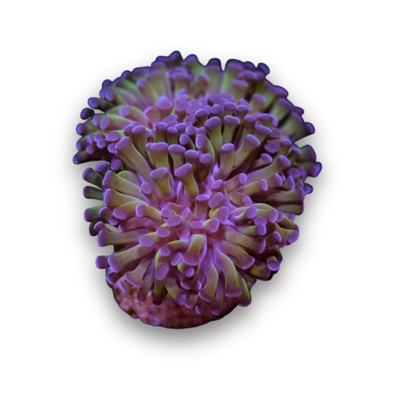 Euphyllia paraancora