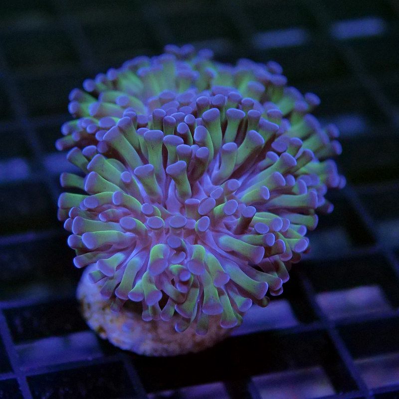 Euphyllia paraancora