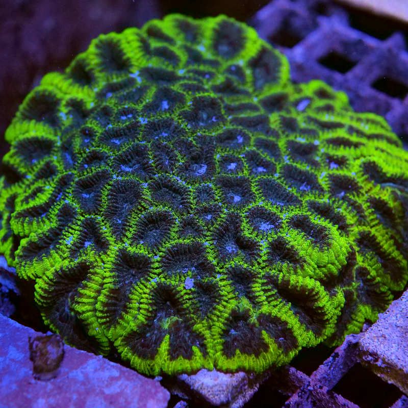 Favia sp. 'Mystic Grape'