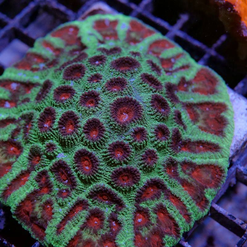 Favia sp. 'Christmas'