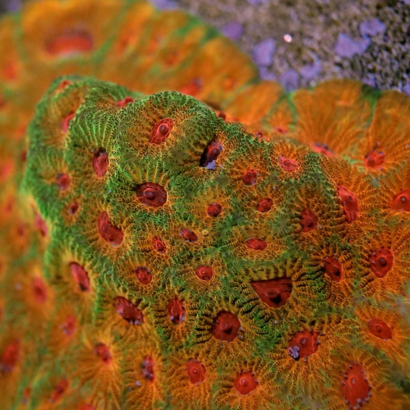 Favia sp. 'Fascination'