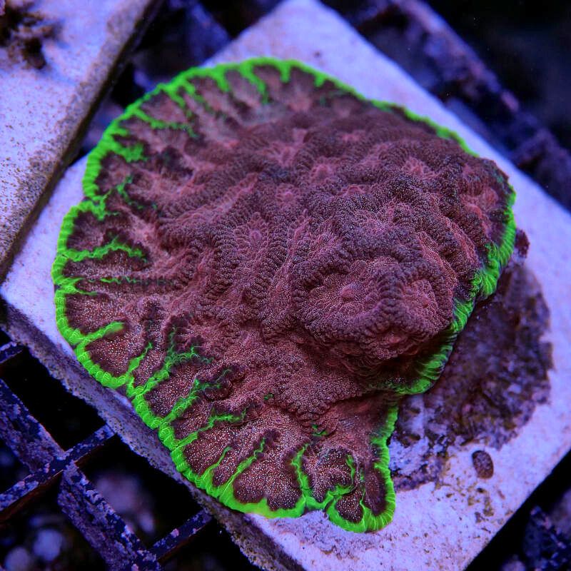 Favites sp. 'Bejeweled'