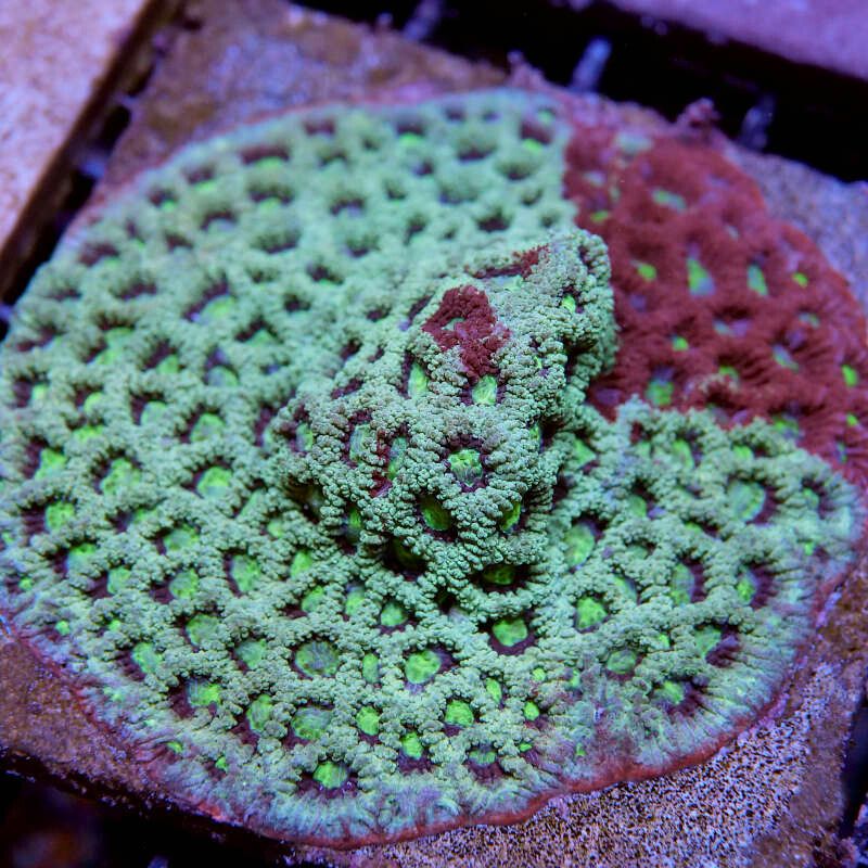 Favites sp. 'Green War'