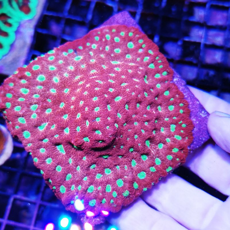 Favites sp. 'Burnt Orange'