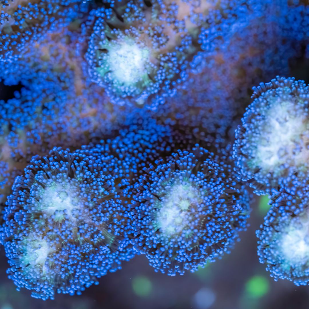 Stylophora pistillata 'Milka'