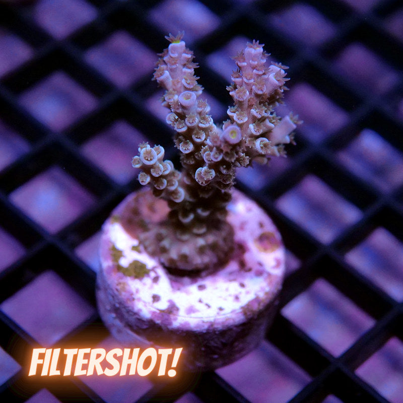 Acropora kenti - SciReef Twin Grade 1
