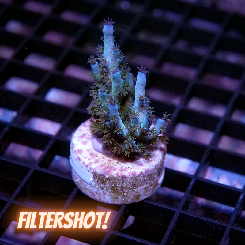 Acropora kenti - SciReef Twin Grade 2
