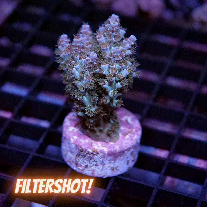 Acropora kenti - SciReef Twin Grade 2