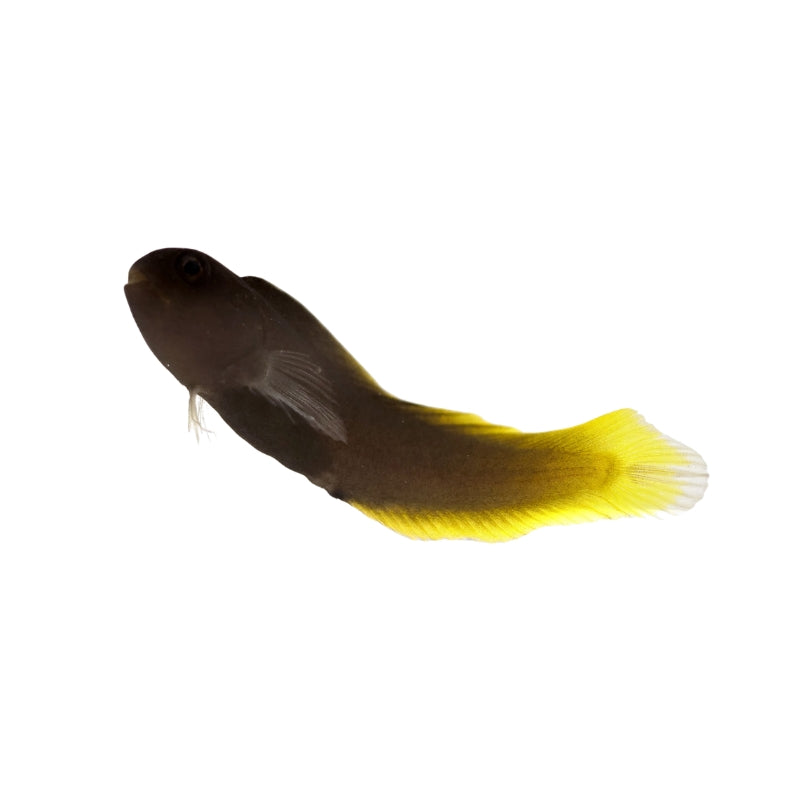 Gelbschwanz-Blenny