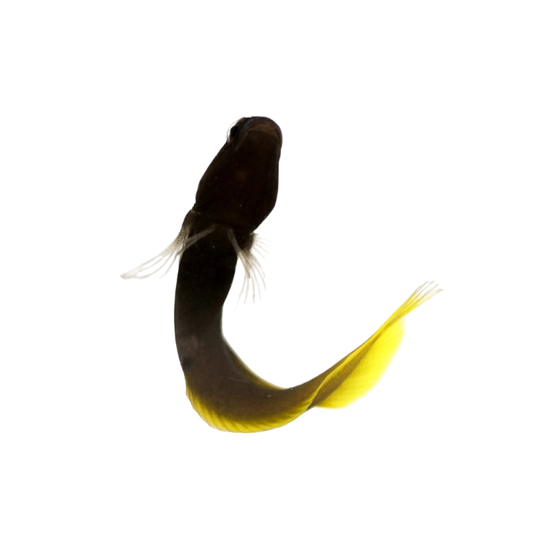 Gelbschwanz-Blenny