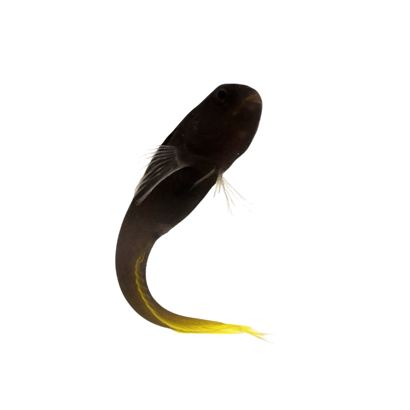 Gelbschwanz-Blenny
