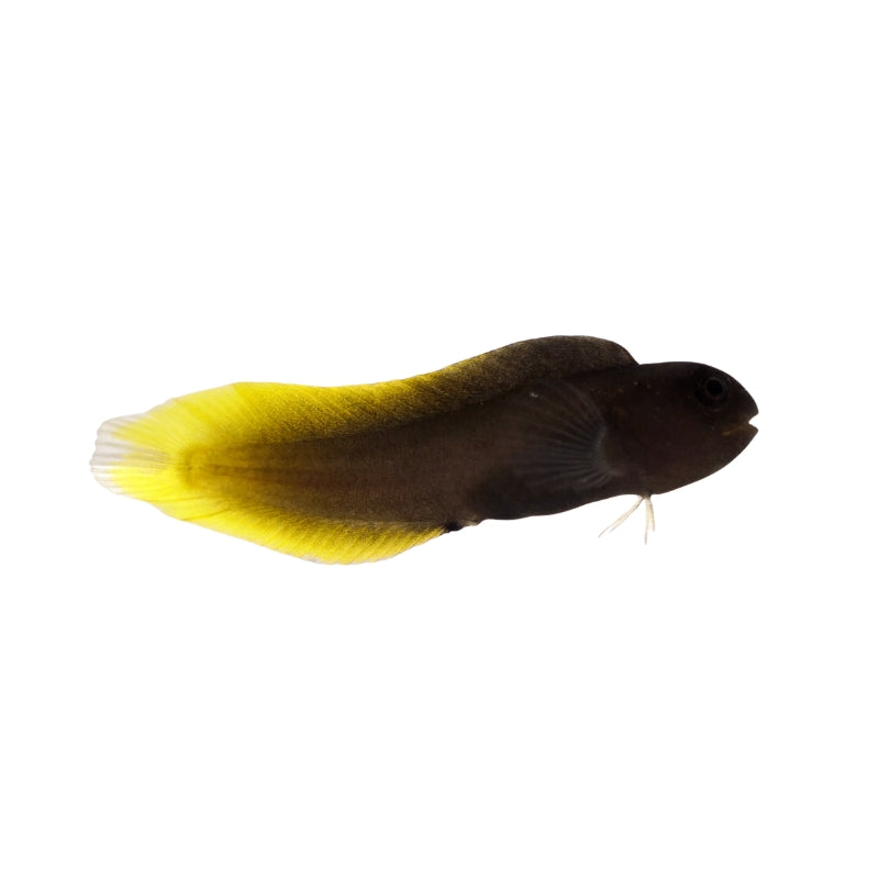 Gelbschwanz-Blenny