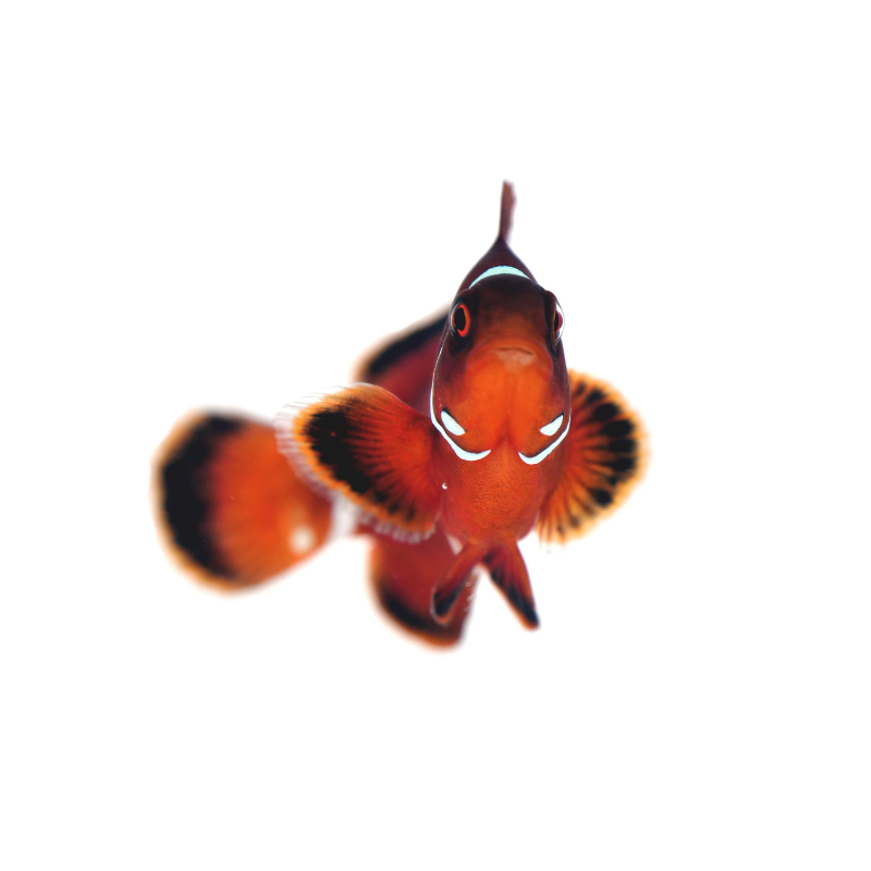 Samtanemonenfisch
