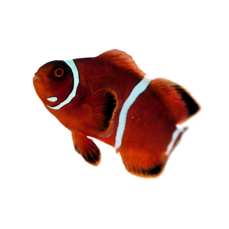 Samtanemonenfisch