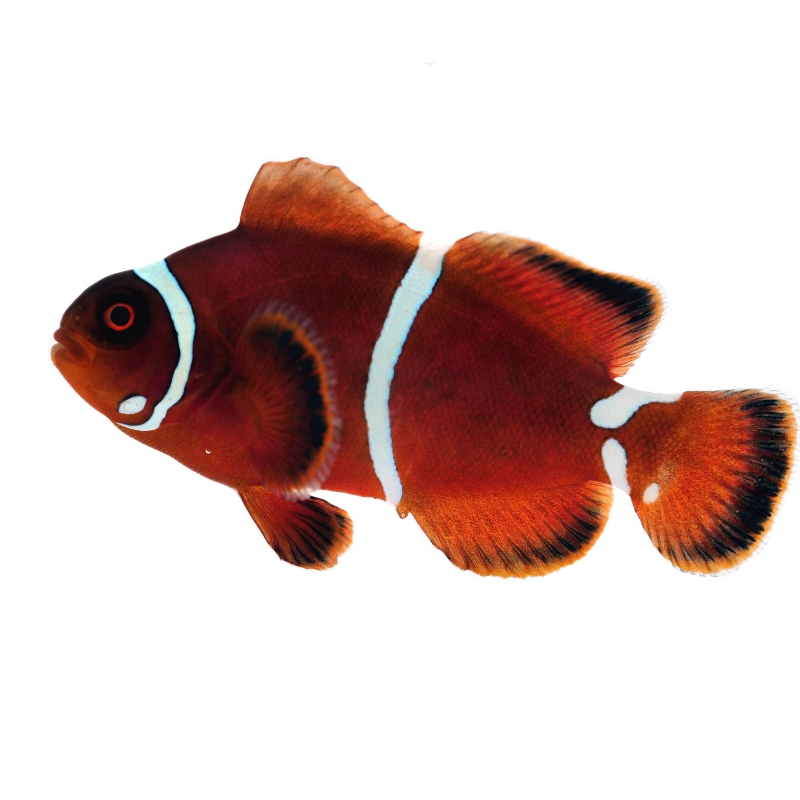 Samtanemonenfisch