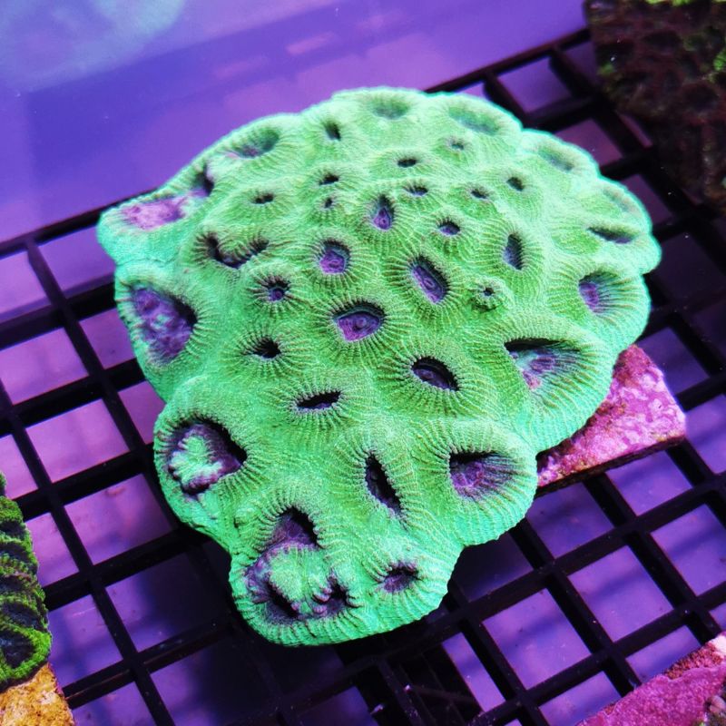 Goniastrea sp. 'Berry Mint'