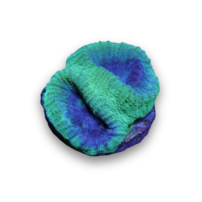 Goniastrea sp. 'Berry Mint'