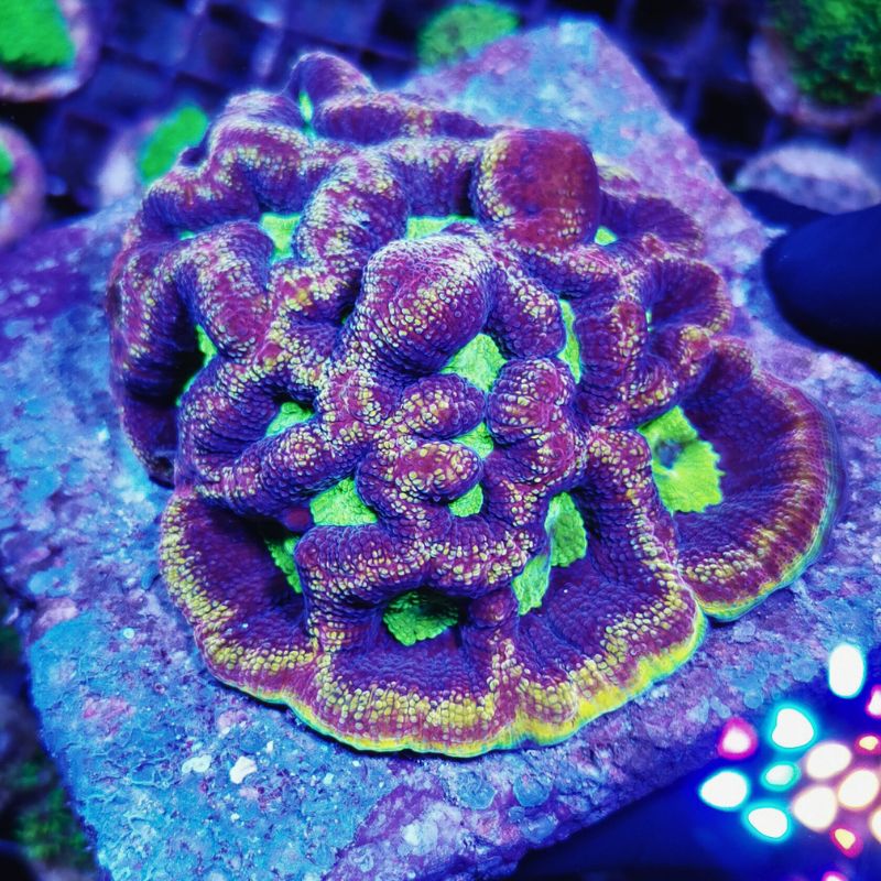 Goniastrea sp. 'Dragon Soul'