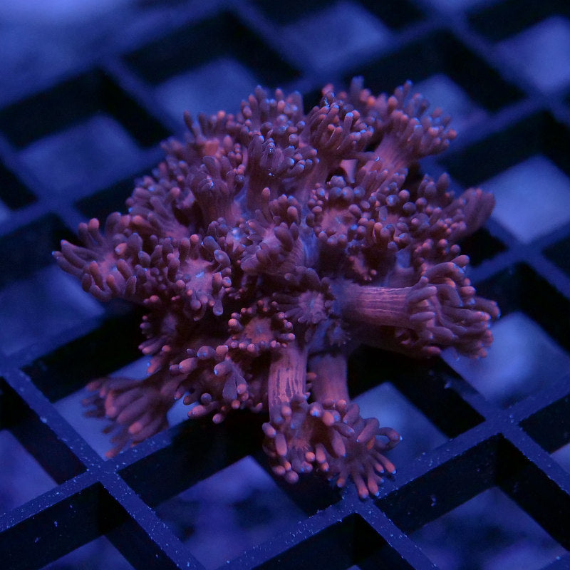 Goniopora 'Red'