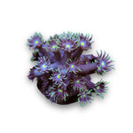 Goniopora 'Green Light'