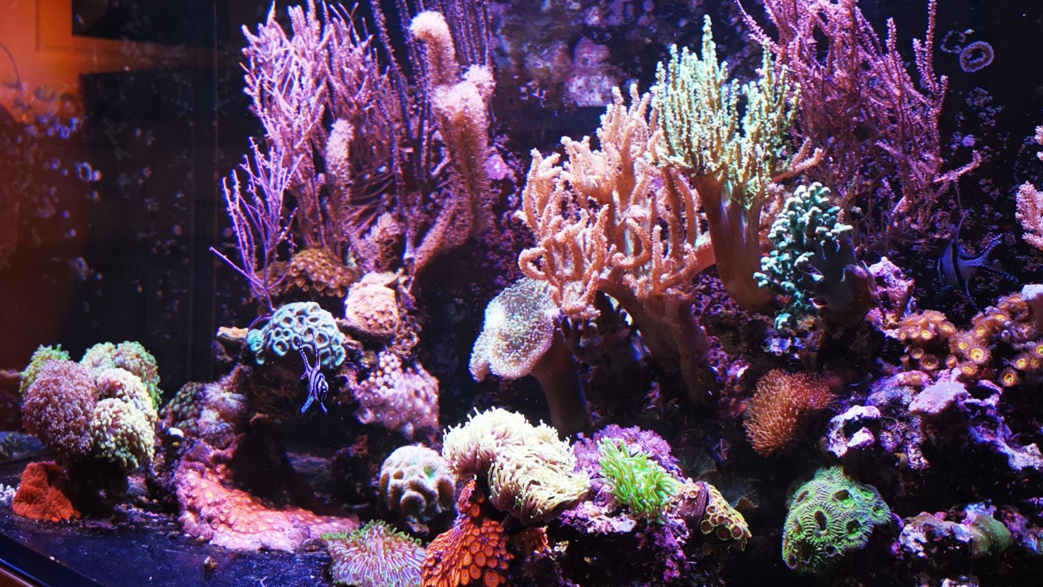 Inspiration für dein Aquarium: Das Pflegeleichte für Vielbeschäftigte Inspiration für dein Aquarium: Das Pflegeleichte für Vielbeschäftigte