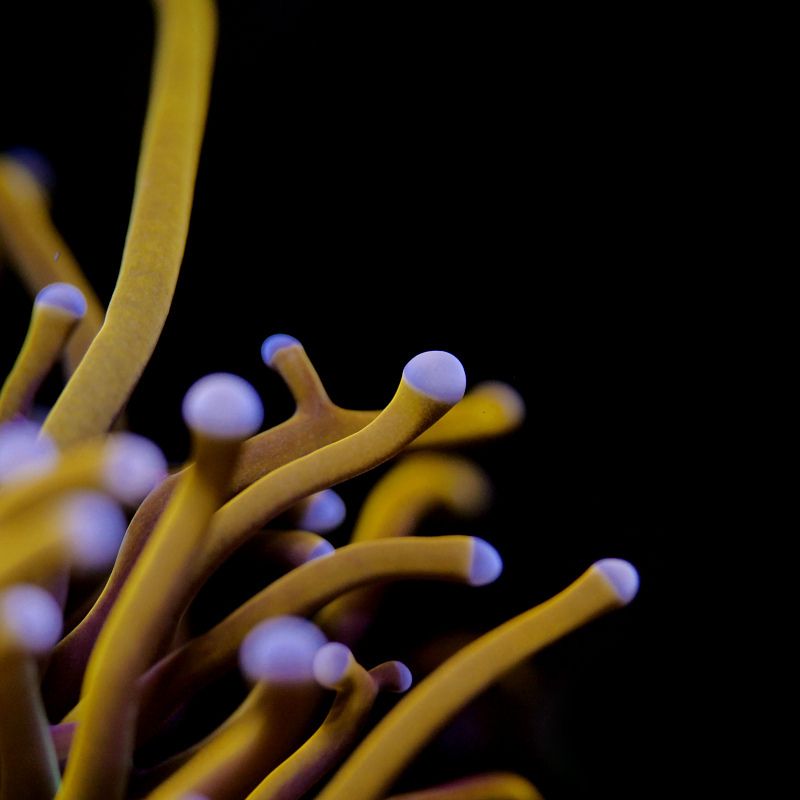 Buy Halymenia durvillei - Dragons Breath - Red macroalgae