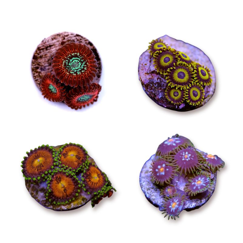 Korallenpaket - Zoanthus
