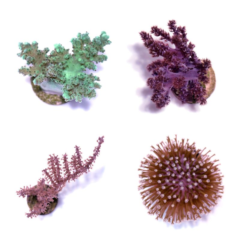 Weichkorallen-Paket 'Soft Start'