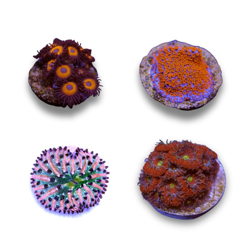 Frag Pack 'Nano'